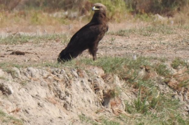 ثبت گونه کمیاب عقاب خالدار کوچک برای اولین بار در خوزستان