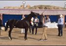 سی امین جشنواره زیبایی اسب اصیل عرب جام سیلمی دجله کردان در شوشتر