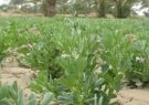 بیش از ۵۳ هکتار از زمین های کشاورزی شوشتربه زیر کشت باقلا رفت