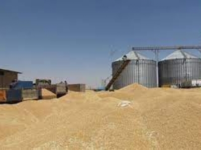 خرید بیش از ۱۰۵ هزار تن گندم از کشاورزان شوشتر