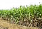 تولید بیش از  ۵۸۰ هزار تن شکر خام  از مزارع نیشکر خوزستان