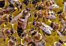 آموزش پرورش زنبور عسل به روستائیان شوشتر