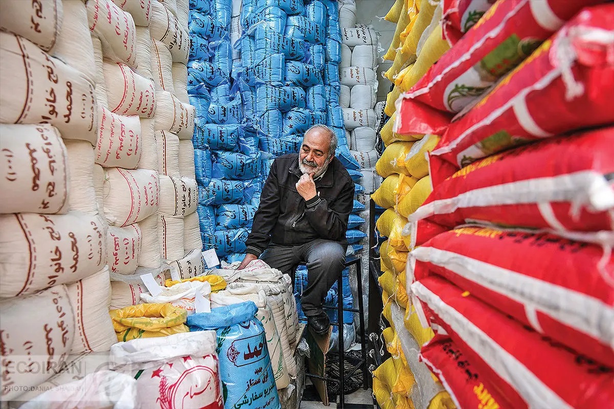 بحران برنج؛ از احتکار در انبارها تا ممنوعیت کشت در خوزستان