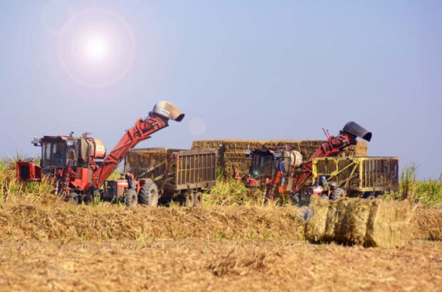 گذر  نیشکر از آتش به خاک حاصلخیز