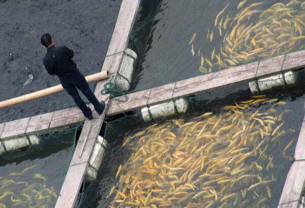 خوزستان در پرورش ماهیان گرمابی پیشرو است خوزستان در پرورش ماهیان گرمابی پیشرو است