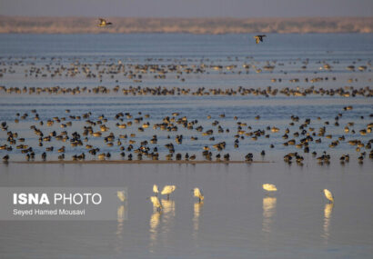 هشدار تکرار آتشسوزیهای «هورالعظیم» در تابستان پیش رو هشدار تکرار آتشسوزیهای «هورالعظیم» در تابستان پیش رو