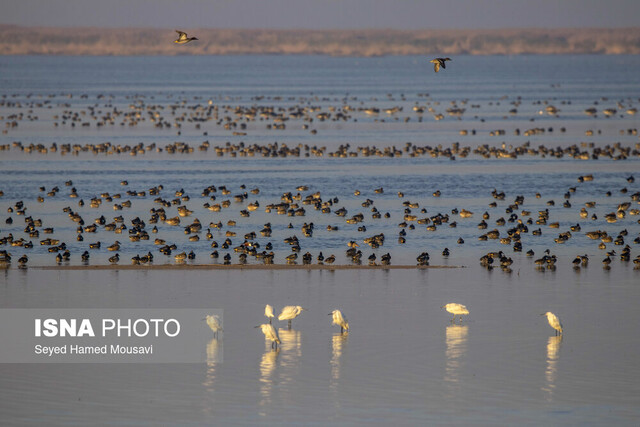 هشدار تکرار آتش‌سوزی‌های «هورالعظیم» در تابستان پیش رو