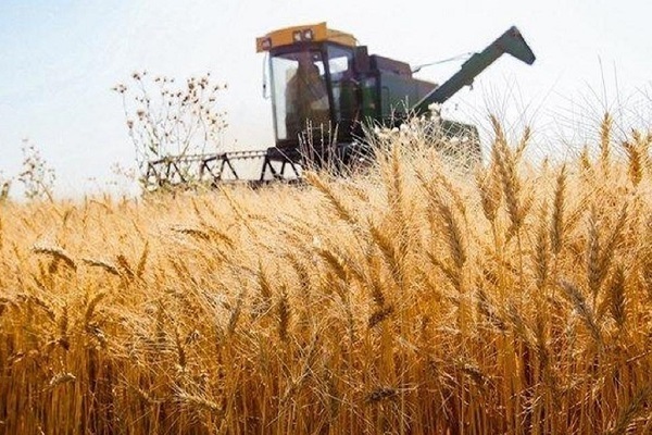 آغاز  پرداخت ۱۹۰ هزار میلیارد ریال به گندمکاران خوزستانی