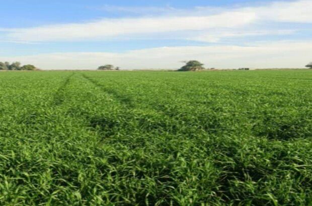 رئیس تعاون روستایی شهرستان شوشتر خبر داد:  ۷۰۰ هکتار از اراضی کشاورزی شوشتر به زیر کشت گندم بذری رفت