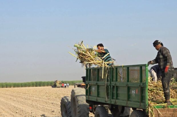 نیشکر؛ ریشههای سبز توسعه در خاک خوزستان نیشکر؛ ریشههای سبز توسعه در خاک خوزستان