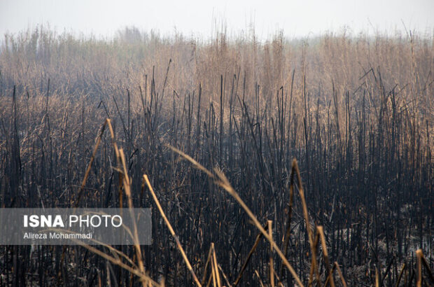 اعلام آمادگی عراق برای بررسی مشترک علت آتشسوزی هورالعظیم اعلام آمادگی عراق برای بررسی مشترک علت آتشسوزی هورالعظیم